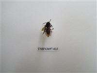 藏品(膜翅目(蜂))的圖片